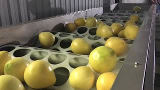 grape fruit grading sorting machine Net Worth