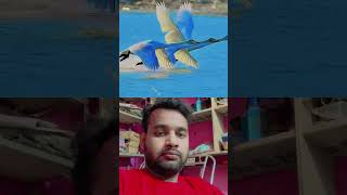 Look, The Flame Bird Flew Of The Water And Went To The Sky, A Very Beautiful .