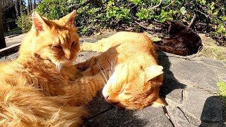 お昼寝に毛繕い、公園で自由に過ごす仲良し猫達
