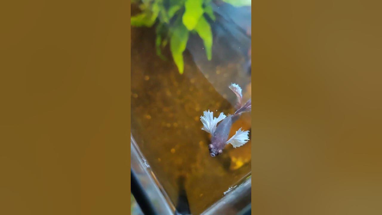how-many-pellets-does-a-betta-eat-per-day-fish-aquariumhobby-betta