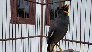 Jalak Kebo Gacor Bikin Emosi Burung Yang Dengar Auto Langsung Saling Bersahutan #156