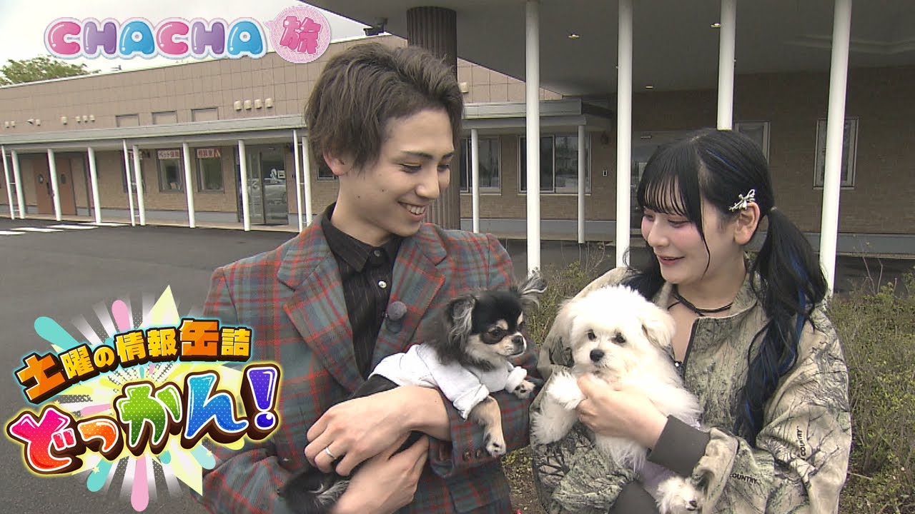 Saturday Canned Information Dokkan!