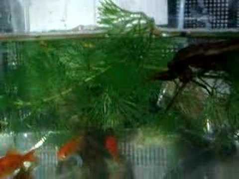 お腹を減らしたタガメ Youtube