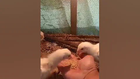 Hand feeding the Chicks first time try in raising ...
