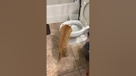 КОГО МЫ ЦЕЛУЕМ?! 😂 КОТ-ОХОТНИК в деле!