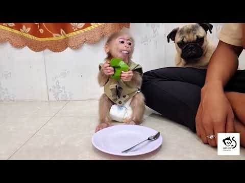 Pity Baby Monkey A BeeBoy Get Choking While Eat Cake Too Fast