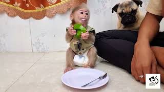 Pity Baby Monkey A Beeboy Get Choking While Eat Cake Too Fast