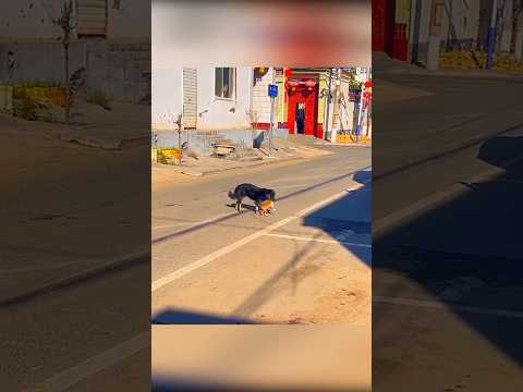 Собака сделала невозможное! #dogs