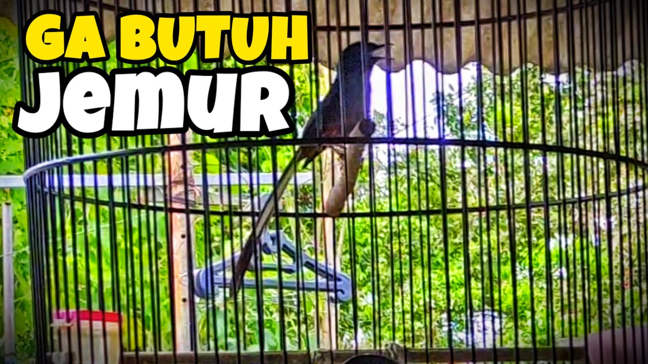 BIAR NAMPIL LEBIH RAPIH MURAI BATU GA COCOK DI JEMUR