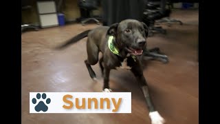 Pinal Pets Episode 110  Sunny