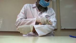 Handling And Restraining Rat 1