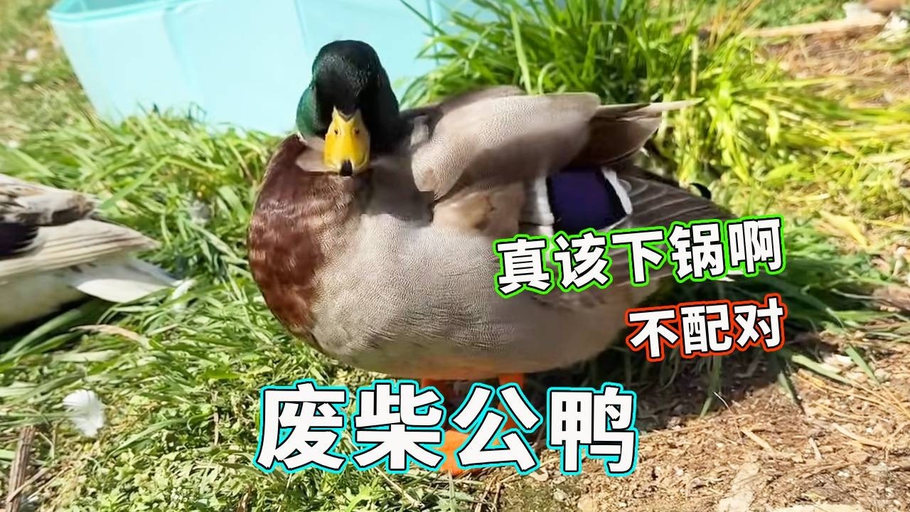 公鸭不配对，专啄小鸡和狗子，纯纯废柴早该“下锅”了！【天下一场梦】