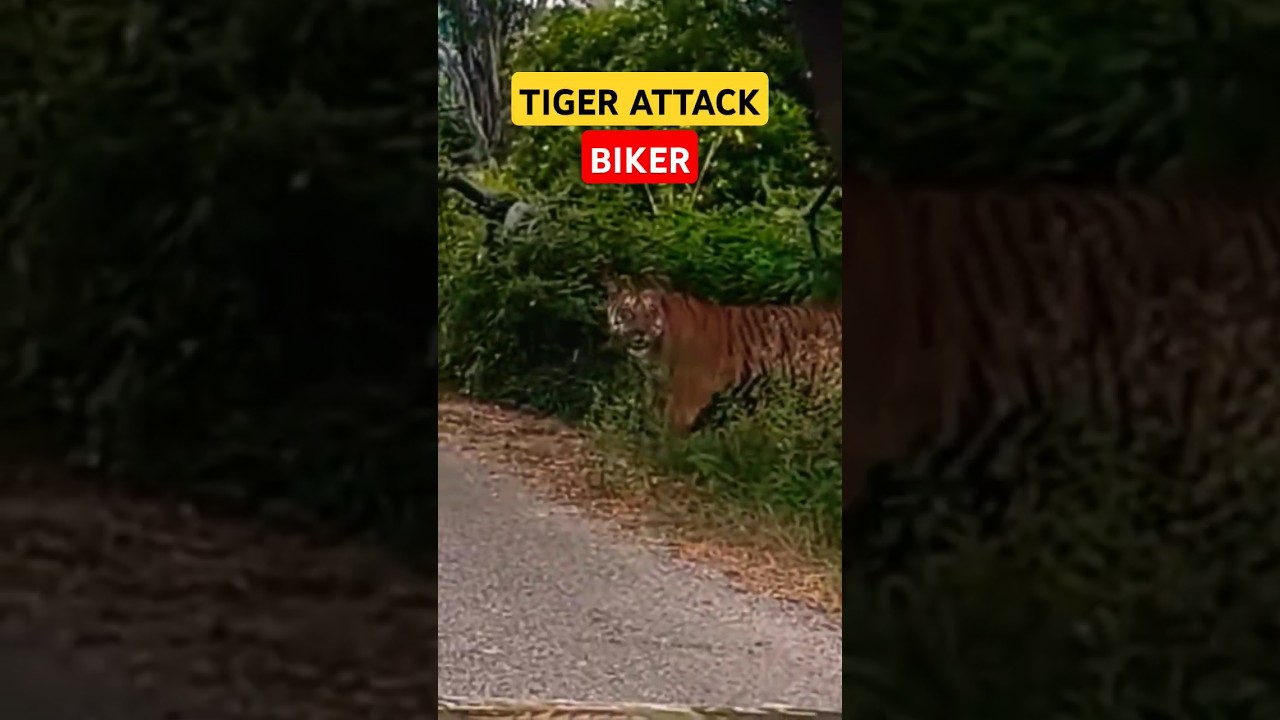 Tiger attack 