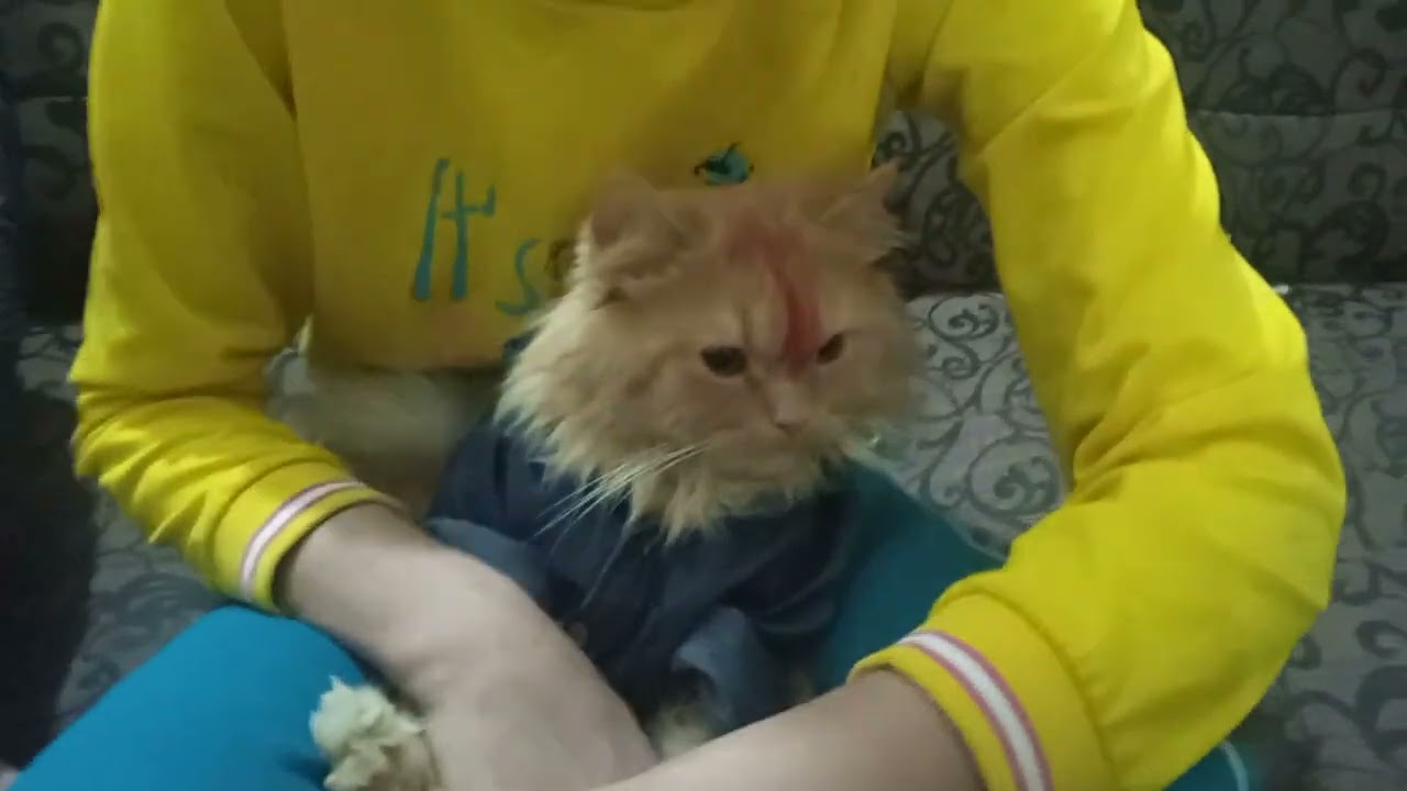 Funny Cat Makeup Video | Punjabi Comedy |7th Shadi Ka Barat Scene"|Cat funny dialogue|Punjabi comedy