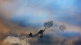 Starling birds Making pattern in sky at evening | Amazing patterns of flying | starling murmuration
