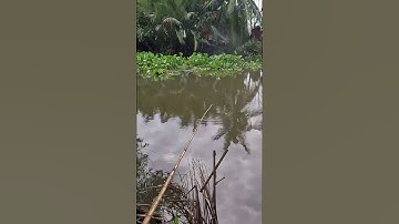 CHIA SẼ BÃI CÂU CÁ CẦU CỐNG LÁNG VEN Ở ĐỨC HÒA, LONG AN. CÓ NHIỀU CÁ LÓC, CÁ RÔ PHI SIZE TO. EP52.10