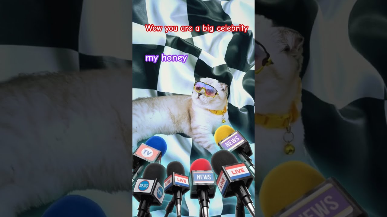 Celebrity Who Me Yes I Know Kikicutekitty Iknow Relatable Scottishfold Funny