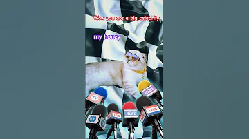 Celebrity Who Me Yes I Know Kikicutekitty Celebrity Iknow Relatable Scottishfold Funny 