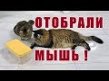 У котов отобрали мышь