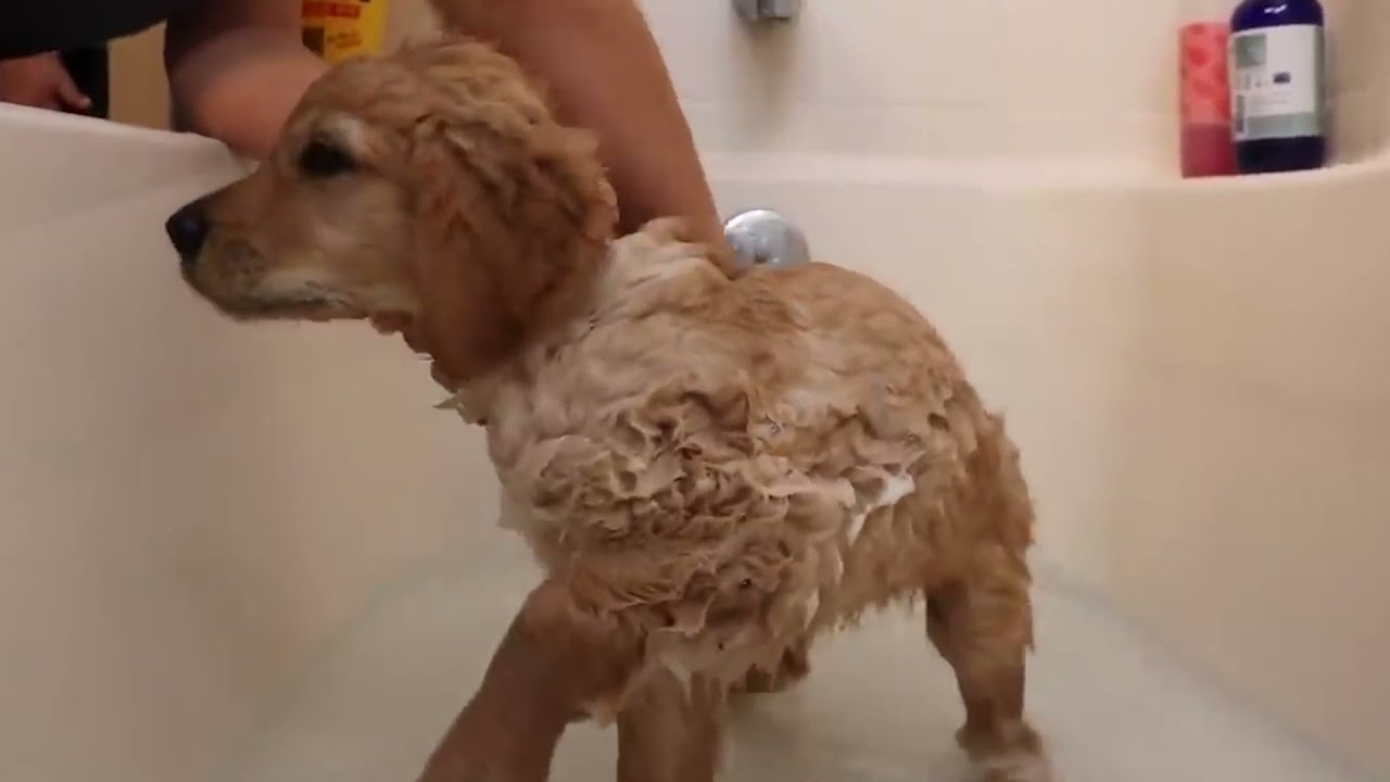 Puppy Shampoo | Hypoallergenic shampoo