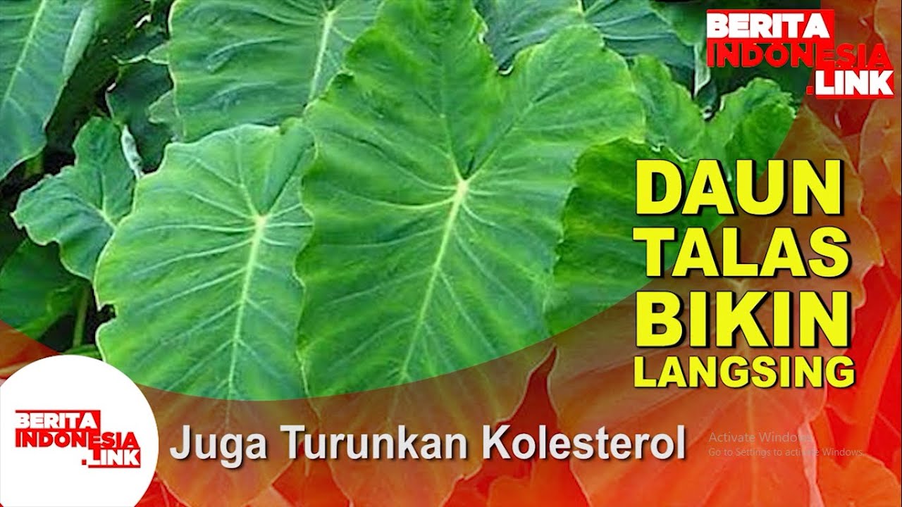 Daun Talas dan Khasiat yang Tersembunyi 