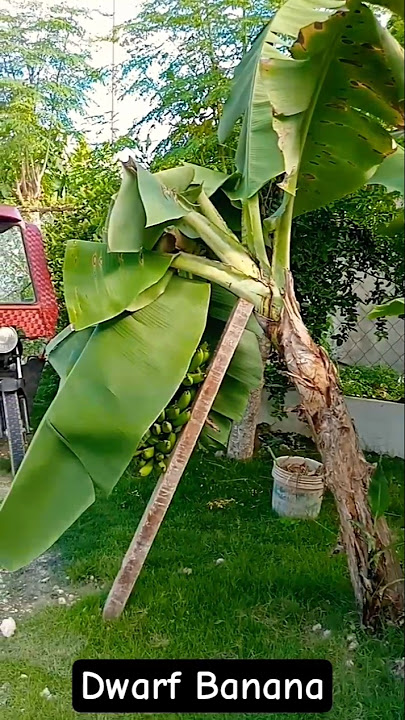 Dwendeng Saging Ngayon lang aki Nakakakita ng Ganito sa Bayab Namin #subscribers #fruit #shorts