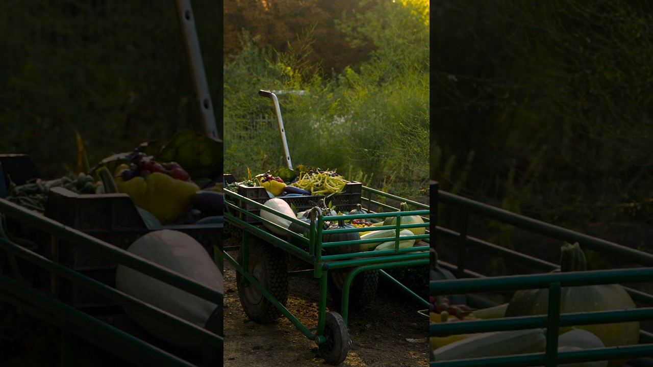 🇫🇷🍅 Cueillette au Hameau / 🌍🍅 Harvesting at the Hamlet