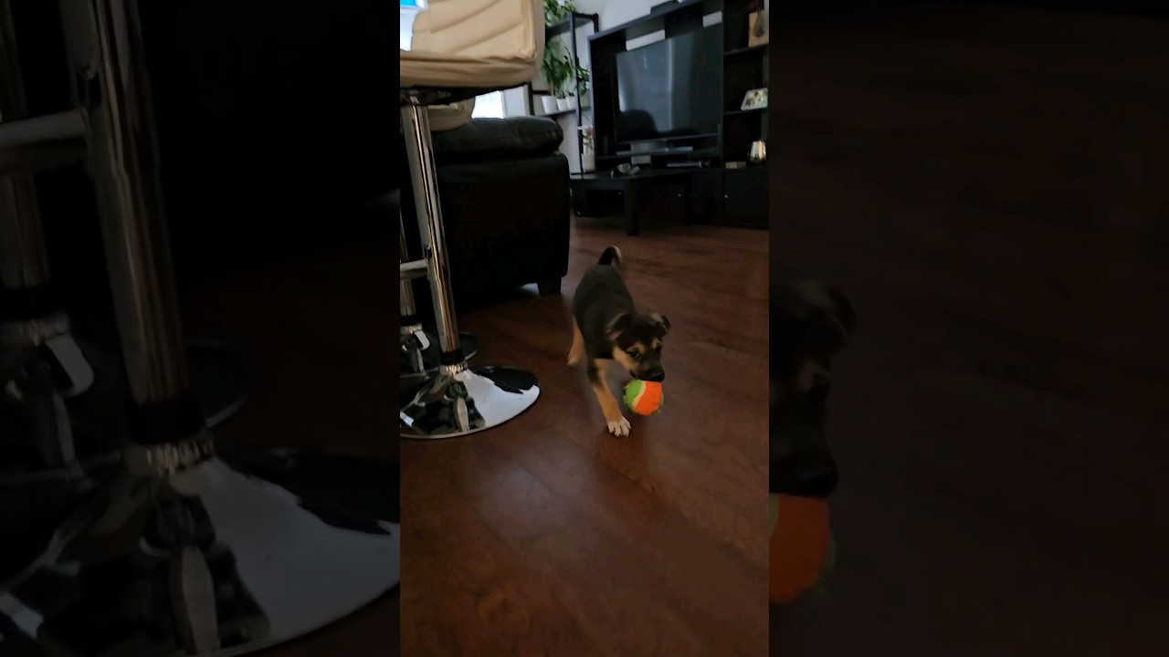 8 Weeks German Shepherd, Blue Heeler Mix. 