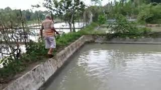 NGERI! MANGSA PASAR ECO FEED SUDAH SANGAT TERLIHAT