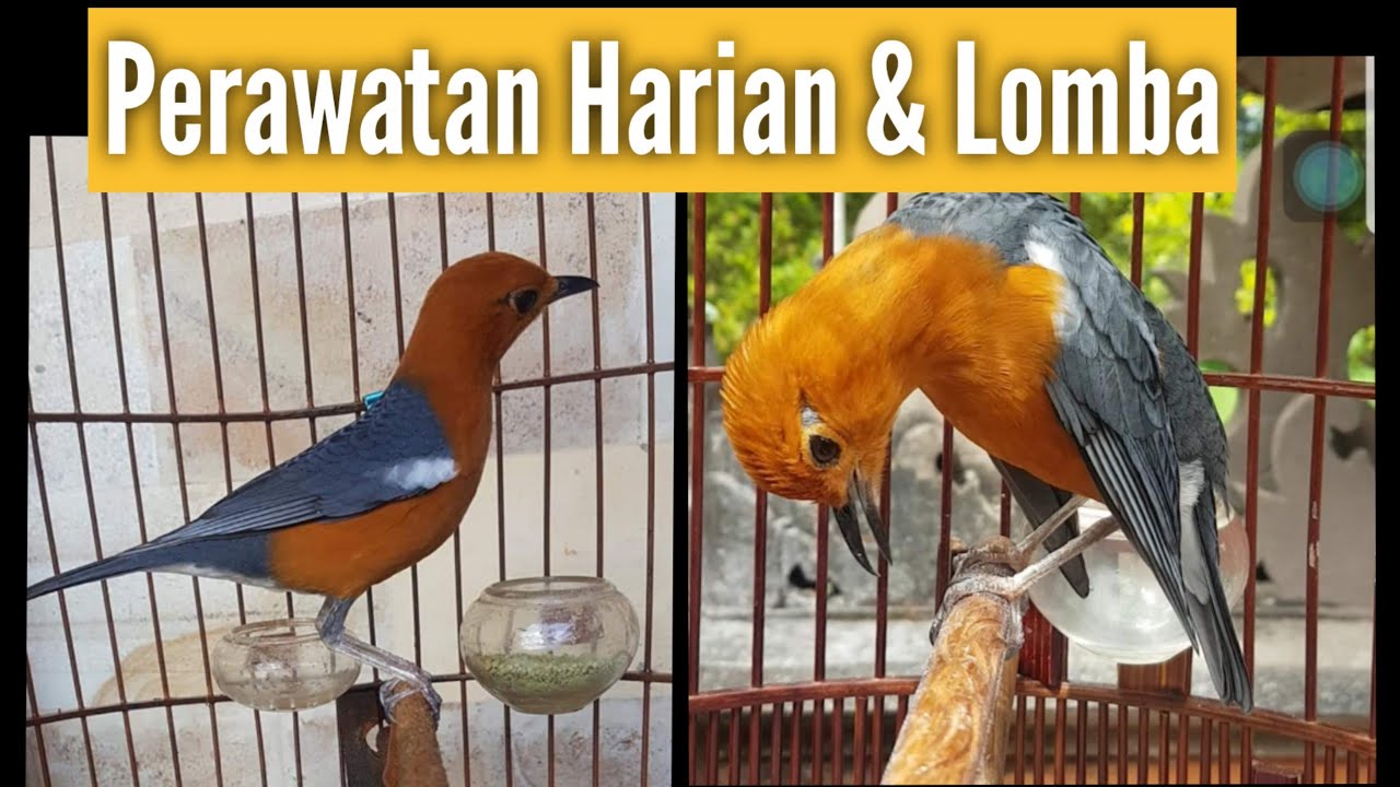 perawatan Anis merah  harian & menjelang Kontes