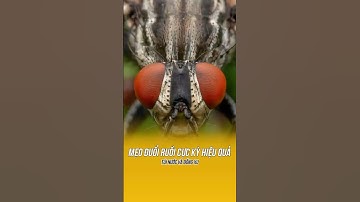 TÚI NƯỚC VÀ ĐỒNG XU – MẸO ĐUỔI RUỒI CỦA NGƯỜI MỸ #shorts