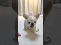 ポテトサラダをガウガウするわんこ #shorts #short