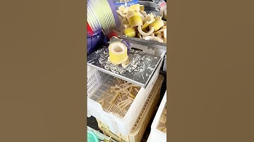 Bamboo shoots shredding: Quality tools and machinery enhance work efficiency