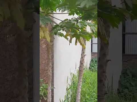 Video Bán đất mặt đường Lũng Đông, Đằng Hải An, Hải An, Hải... - youtube