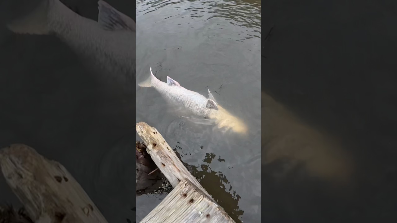 Saving lives with a needle! 