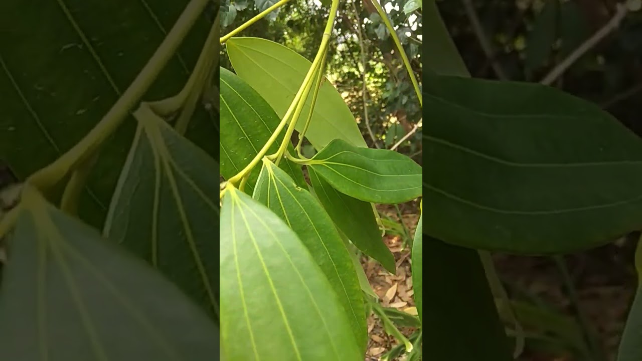 Laurus nobilis||Bay leaf