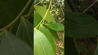 Laurus Nobilisbay Leaf