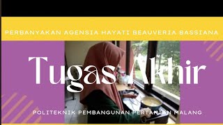 Media Perbanyakan Agensia Hayati Beauveria bassiana