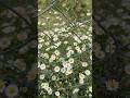 #DaisyFleabaneMagic #WildDaisyFleabane #NatureLovers #PeacefulVibes #WildflowerBeauty #BloomWithNa