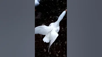 Наши гуси летят:)))) позитив)))))...
