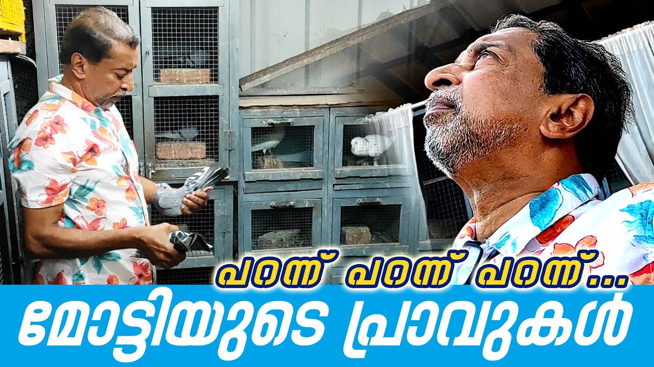 Moti M Oommen I മോട്ടി എം. ഉമ്മന്‍ I PIGEON FLYING I മോട്ടിയുടെ പ്രാവുകള്‍