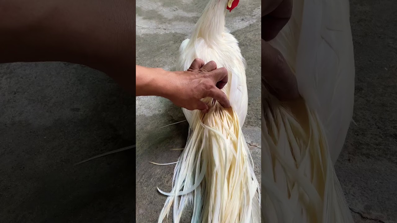 Gà đuôi dài onagadori màu trắng 