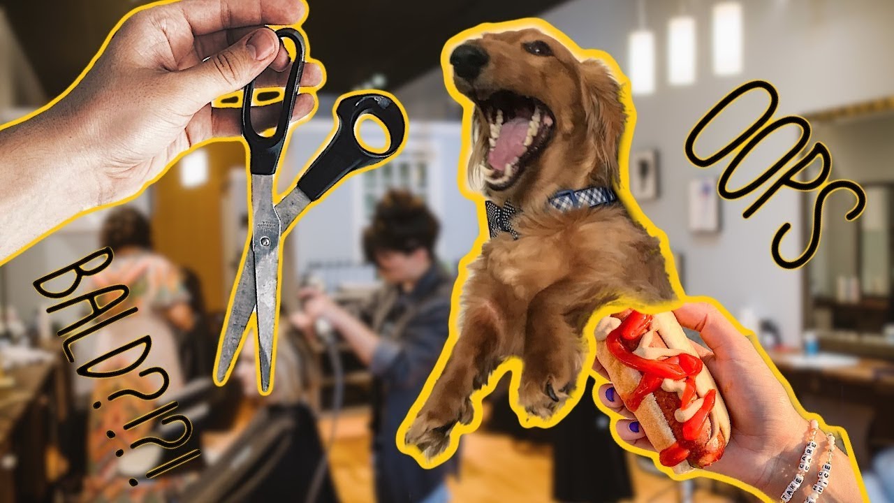 I CUT MY DOG'S HAIR YouTube