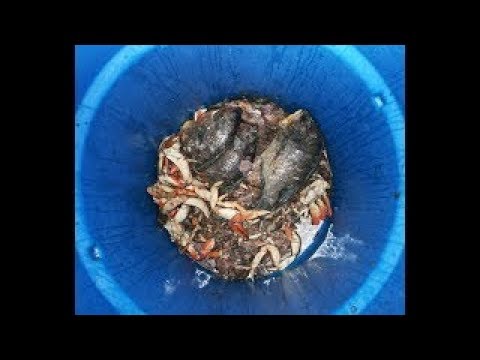 Φτιάξτε ένα οικολογικό, υγρό λίπασμα από τα υπολείμματα των ψαριών