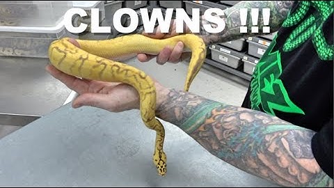 "Featured Morph" Clown Ball Pythons !!