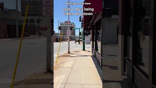 Mule Being Ridden Dowtown Joplin