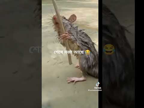 ভিডিও: ইঁদুররা কি মুরগির মাংস খায়?