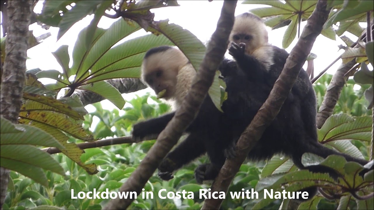 Lockdown in Costa Rica YouTube
