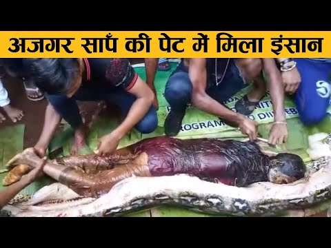 अजगर साँप ने जिंदा इंसान को निगल गया || The  snake swallowed the alive human