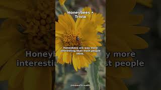 3 Wild Facts About Honeybees
